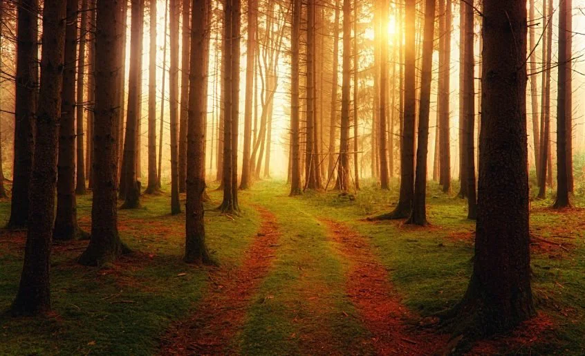 Sendero que atraviesa un bosque con luz brillante al fondo