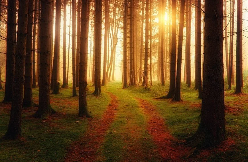 Sendero que atraviesa un bosque con luz brillante al fondo