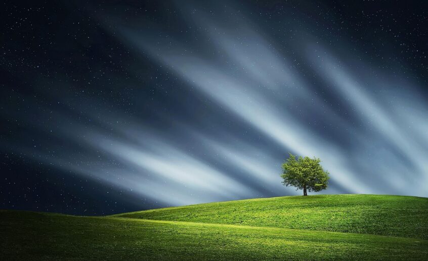 "Árbol aislado en paisaje abierto, simbolizando calma y reflexión"